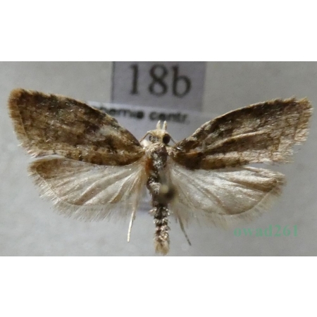 Capua vulgana (Frölich, 1828) Czech18b